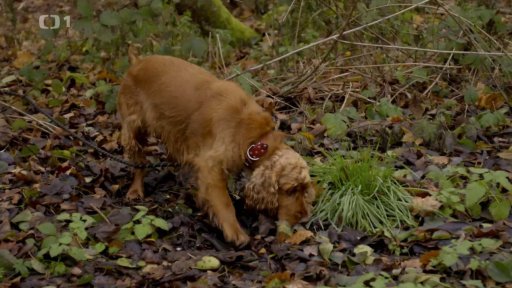 Svéhlavá Barunka: po měsíci