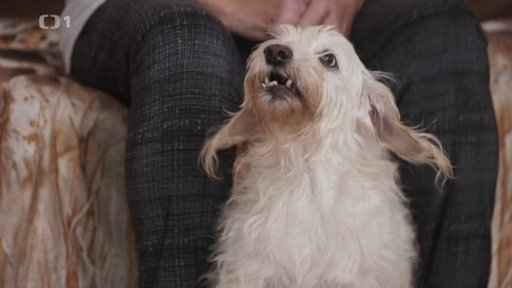 Ochranář Dasty: v čem je problém?