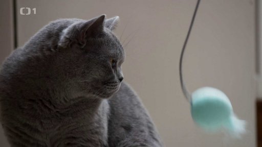 Majetnická Chanel: v čem je problém?