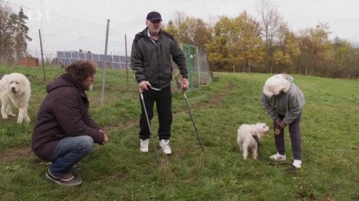 Ochranář Dasty: triky a rady