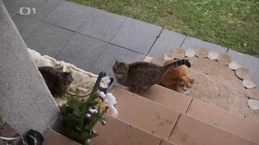 Majetnická Chanel: triky a rady