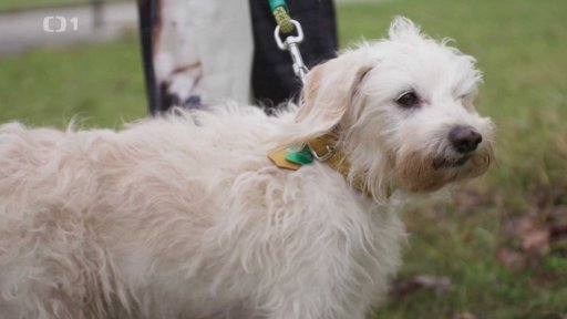 Ochranář Dasty: po měsíci