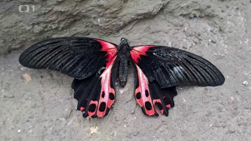 Motýlí dům Karlovy Vary