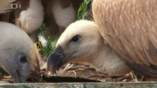 Supi v Zoo ve Zlíně