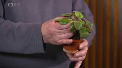 Přesazování pokojových rostlin