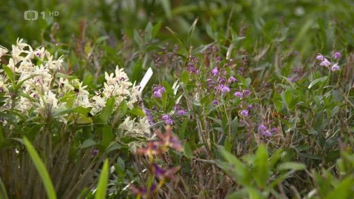 Chladnomilná orchidej