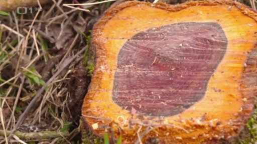 Prořez ovocných stromů