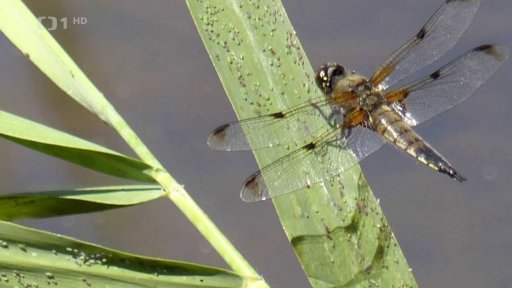 Místo pro přírodu
