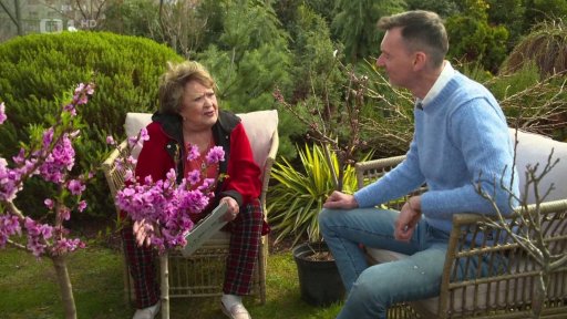 Zakrslé ovocné stromy