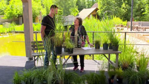 Příprava okrasných travin na zimu