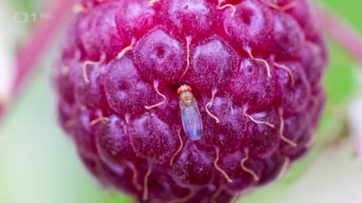 Škůdci na ovocných stromech