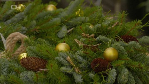 Eukalyptus jako dekorace