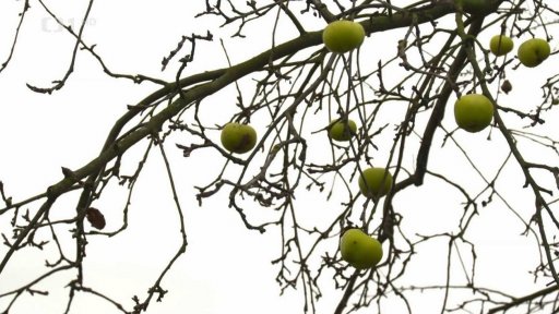 Průřez ovocných stromů