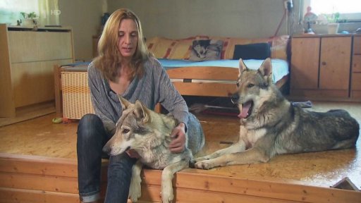 Československý vlčák