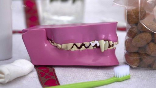 Zuby domácích zvířat