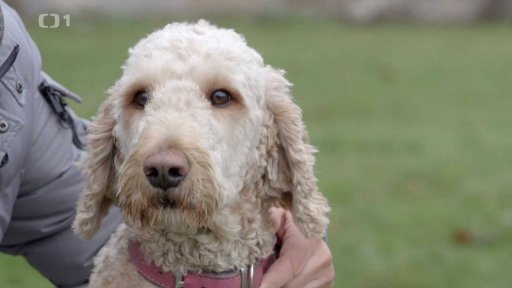 Co by neměli jíst psi?