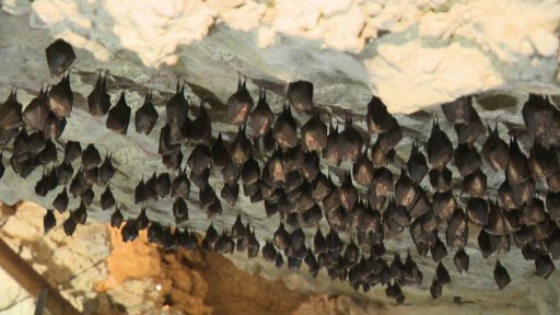 Sčítání netopýrů u Mikulova