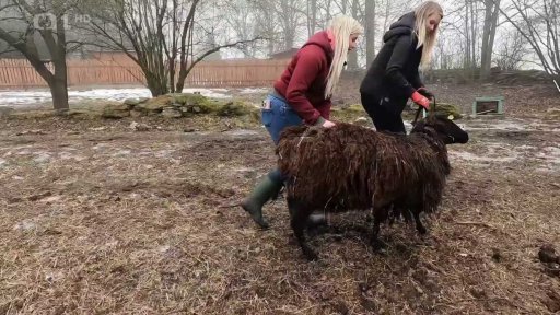 Stěhování týraných zvářat ze Žlutic