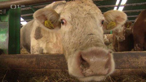 Povinné kamery na jatkách