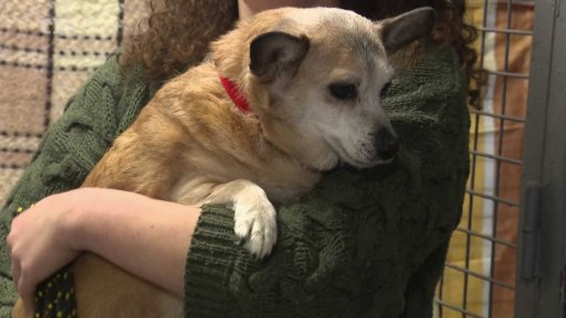 Návrh na zákaz dlouhodobého uvazování psů