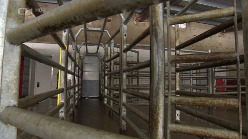 Přísnější ochrana zvířat na jatkách