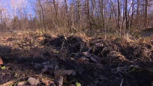 Škody po přemnožených divokých prasatech