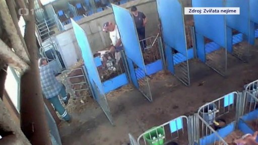 Dotace pro farmy týrajícíc zvířata