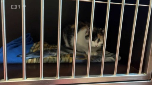 Přemnožené kočky a přeplněné útulky