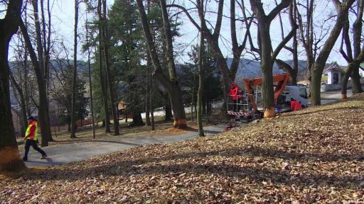 Kácení nebezpečných stromů