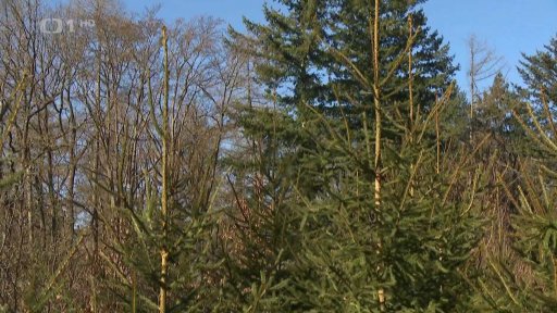 Obnova a ochrana lesů v Česku