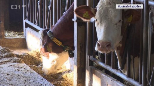 Kontroly chovů skotu