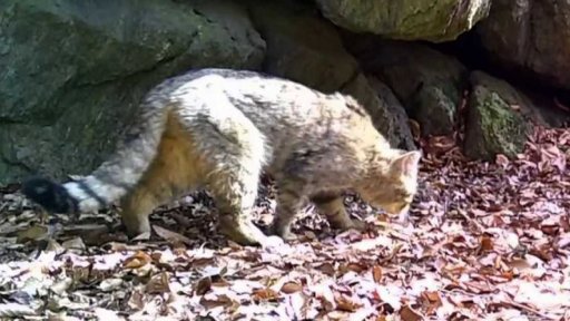 Odchycený samec kočky divoké