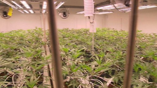 Dekriminalizace marihuany