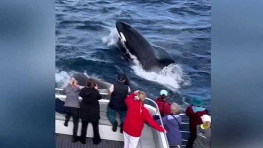 Kosatky zabily plejtváka