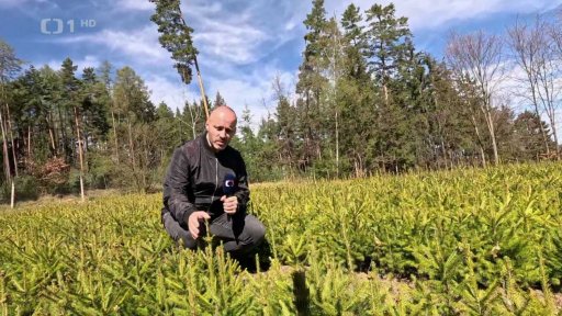 Zalesňování a likvidace sazenic