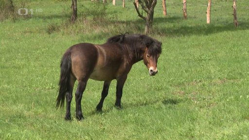 Divocí koně na Znojemsku