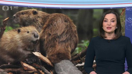 Bobr pomáhá v Brdech