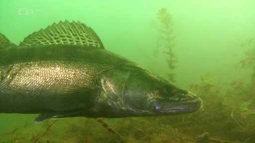 Jihočeští candáti čistí rybník v Hradci Králové