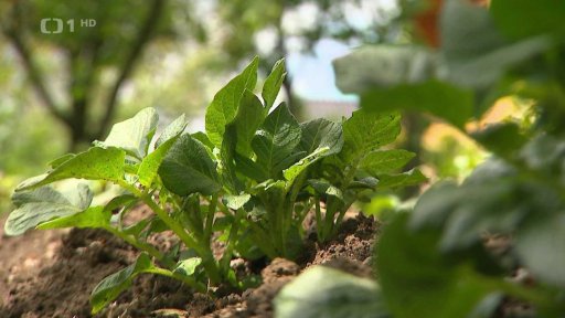 Následky havárie v Hustopečích