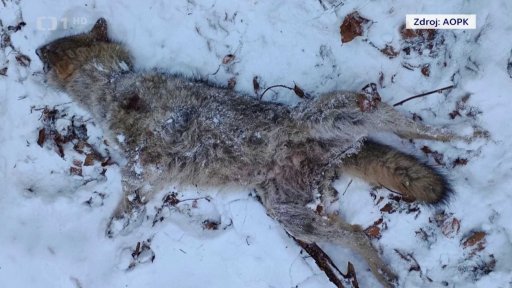 Uhynulí vlci v Rcyhlebských horách