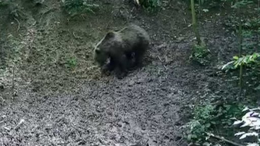 Medvěd na Valašsku