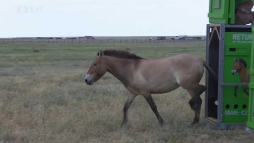 Koně Převalského z Prahy v Kazachstánu