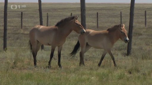 Koně Převalského zpět ve volné přírodě