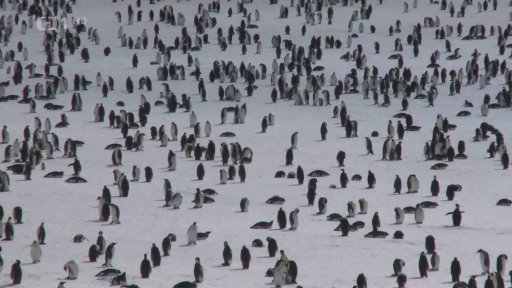 Tání ledu ohrožuje tučňáky císařské