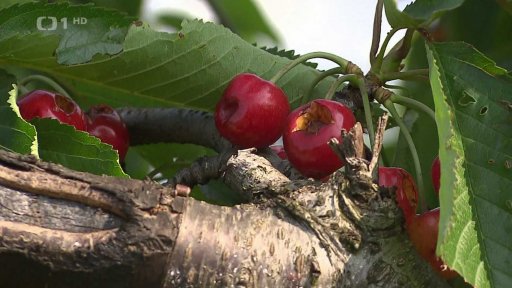 Zemědělci sčítají škody