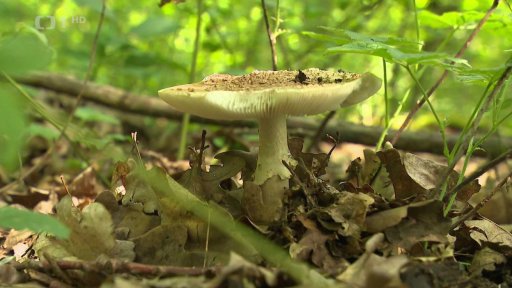 První otravy houbami