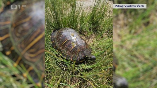 Přemnožené želvy na západě Čech