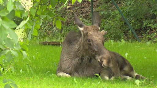 Los se dál toulá Zlínskem