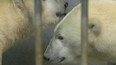 Nové lední medvědice v brněnské zoo
