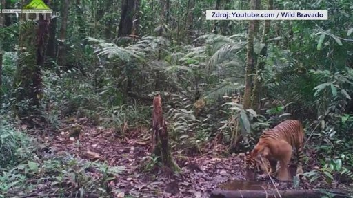 Vzácný přírůstek v pražské zoo